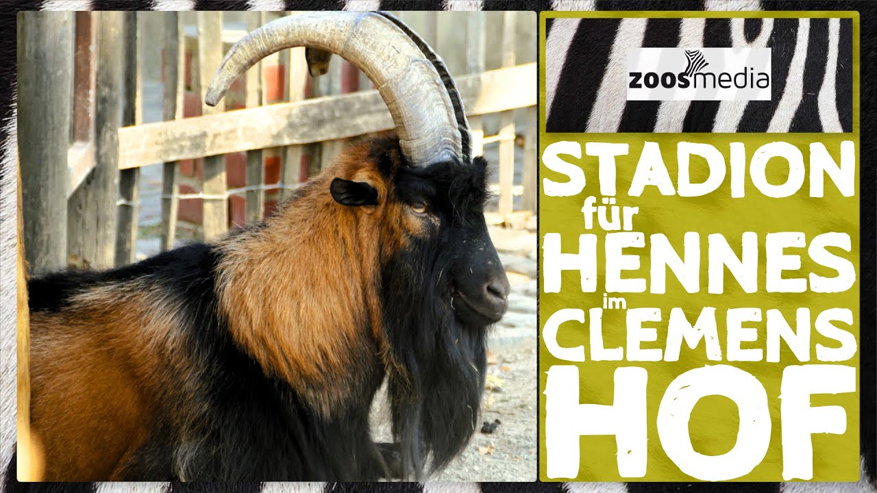 Kölner Zoo: HENNES bekommt Stadion | zoos.media