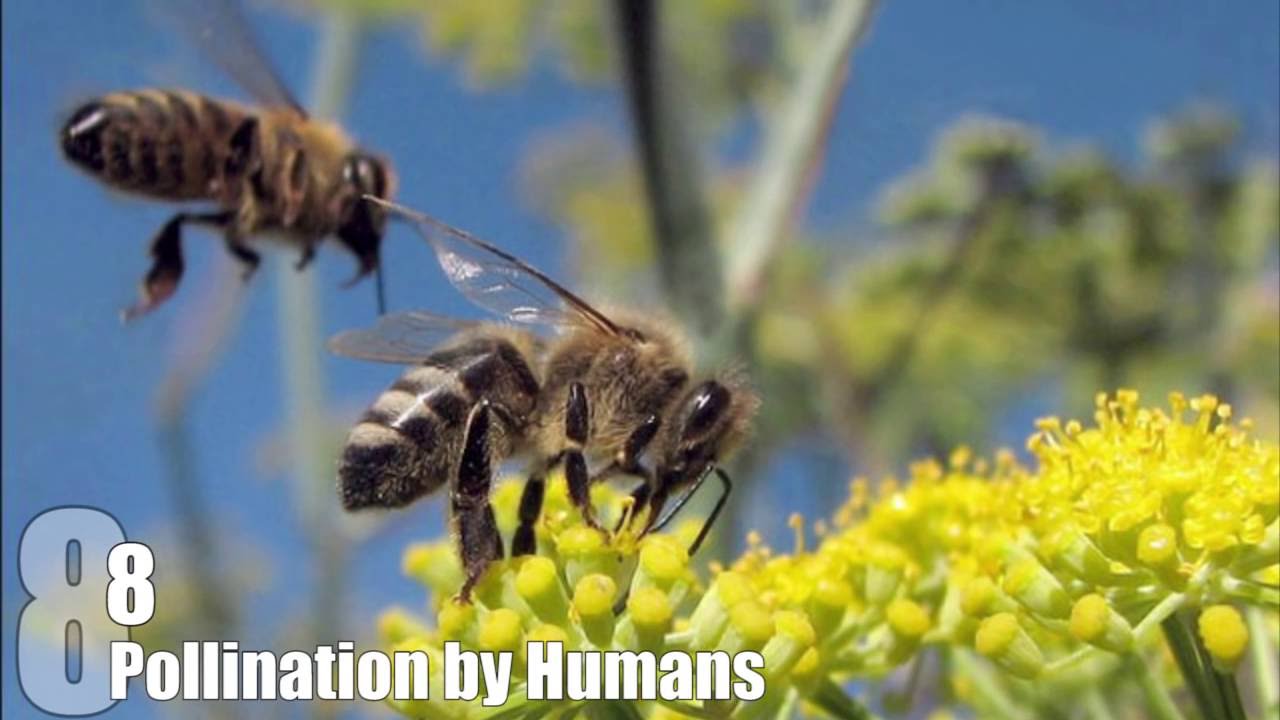 Top 10 Things That Would Happen if BEES DIED OUT