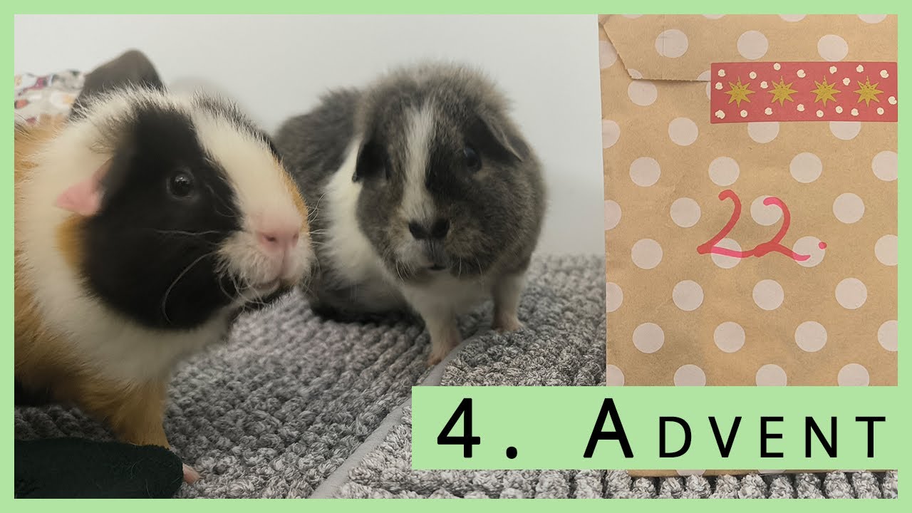 4. Advent und das nächste Päckchen wartet auf die Meerschweichen 🎁