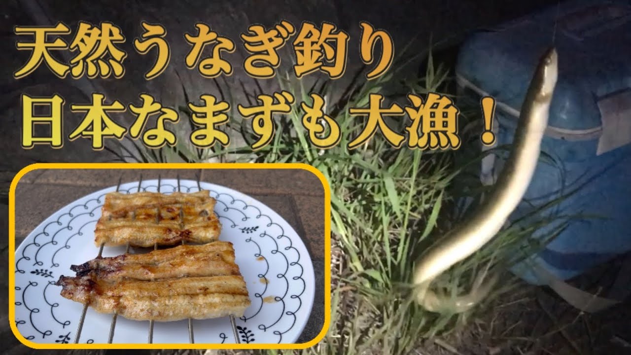 【土用の丑の日】近所の川でうなぎを釣りに行く！餌はタダ！ダイソータックルで夜釣りでうなぎを狙います。