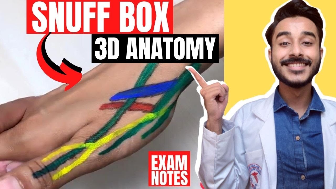 anatomical snuff box anatomy 3d | anatomy of snuff box contents | boundaries of snuff box anatomy