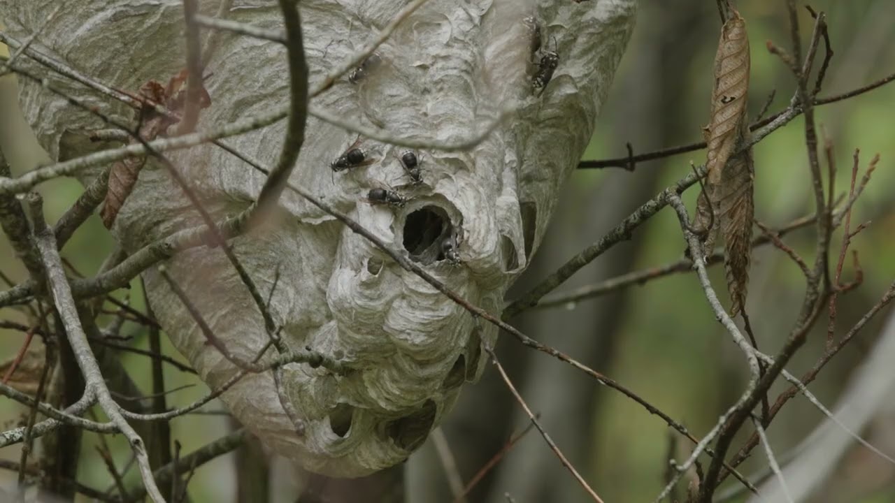INTACT I  Sons de la forêt - Les merveilleux sons des milieux humides partie 2