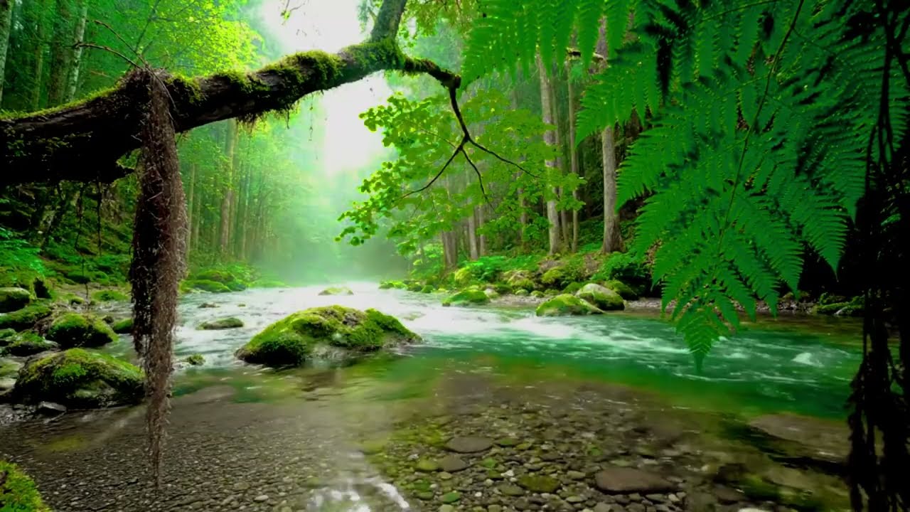 Calming Forest Ambience with Birds Singing and Stream Sound for Sleep Relief and Study Focus