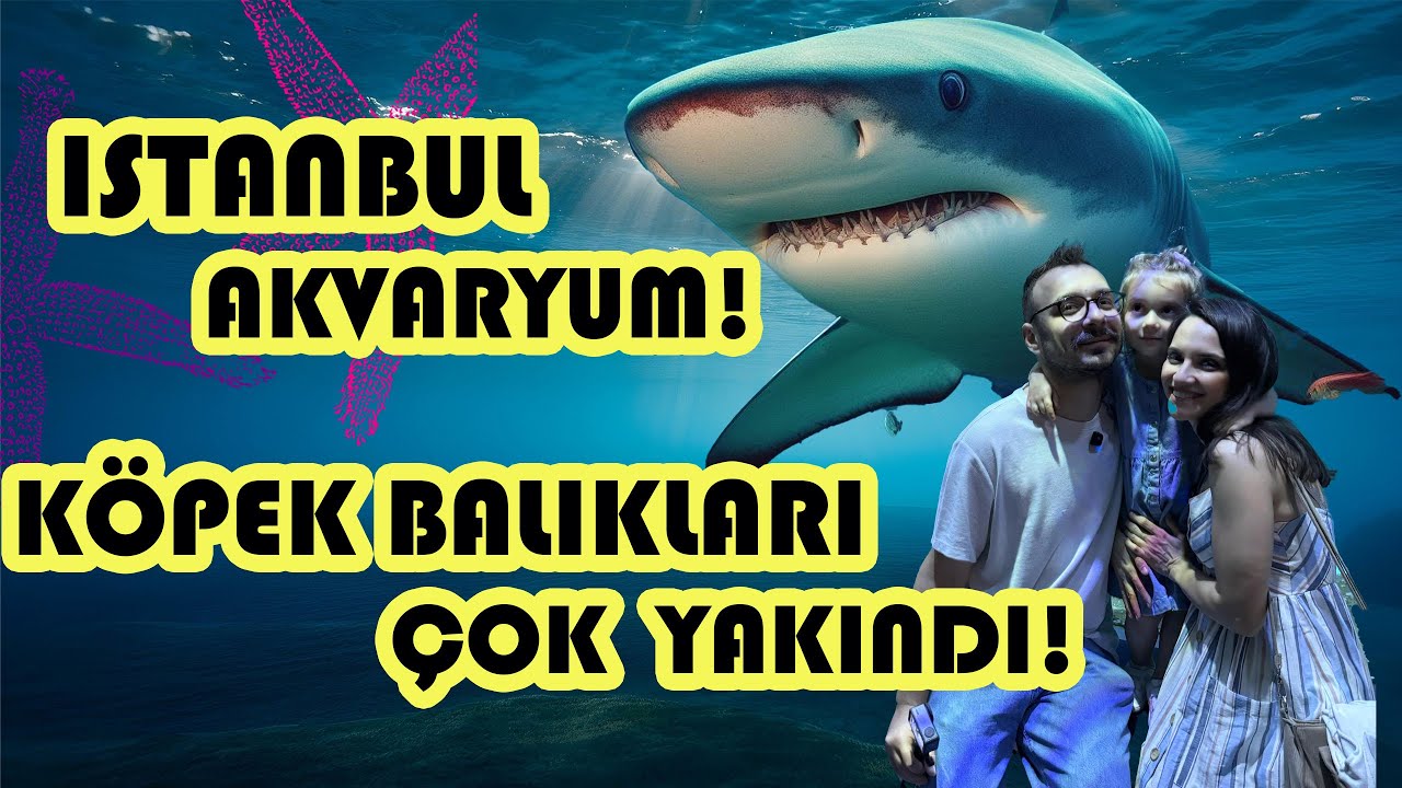 İstanbul Akvaryum | Köpek Balıklarıyla Göz Göze Geldik!