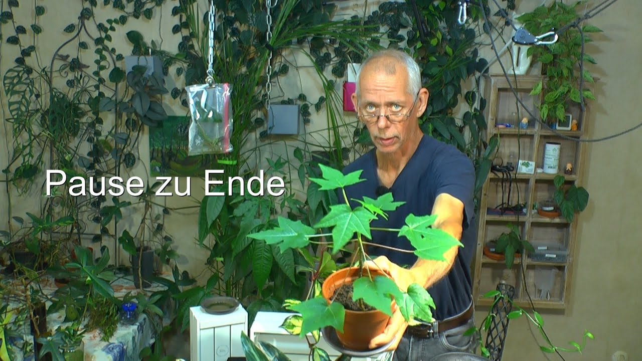 Zimmerpflanzen im Juli. Ohne Strom kein Licht