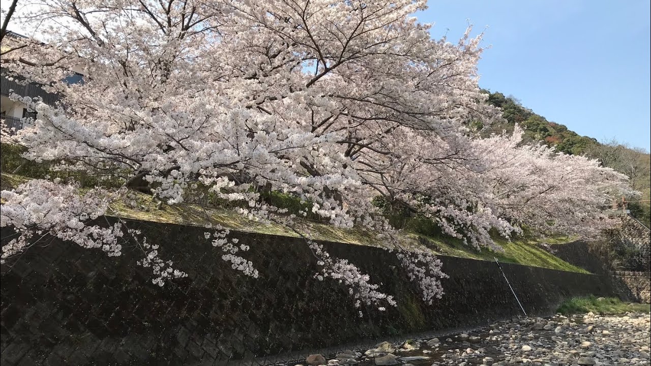 ピアノオリジナル曲　桜の季節になったら。