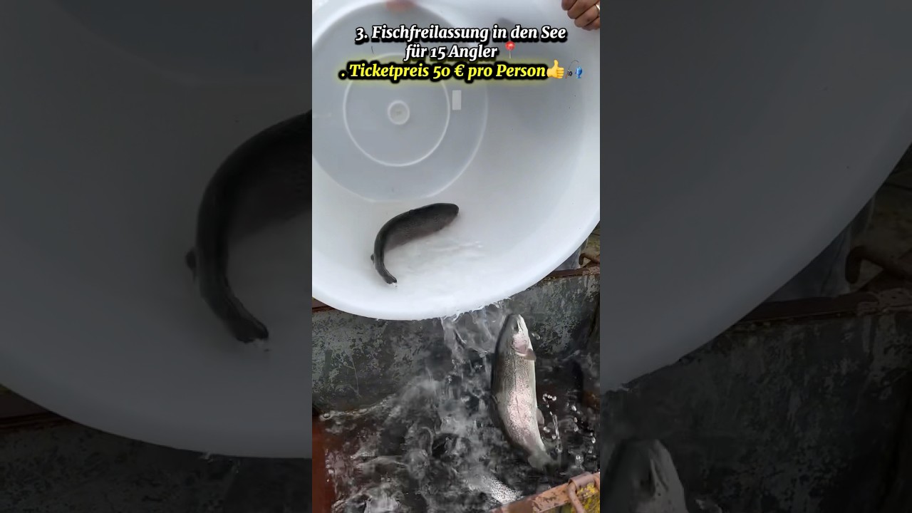 3. Fischfreilassung in den See f&uuml;r 15 Angler   #Angel #foryoupage❤️❤️ #Angelpark #fishingvideos