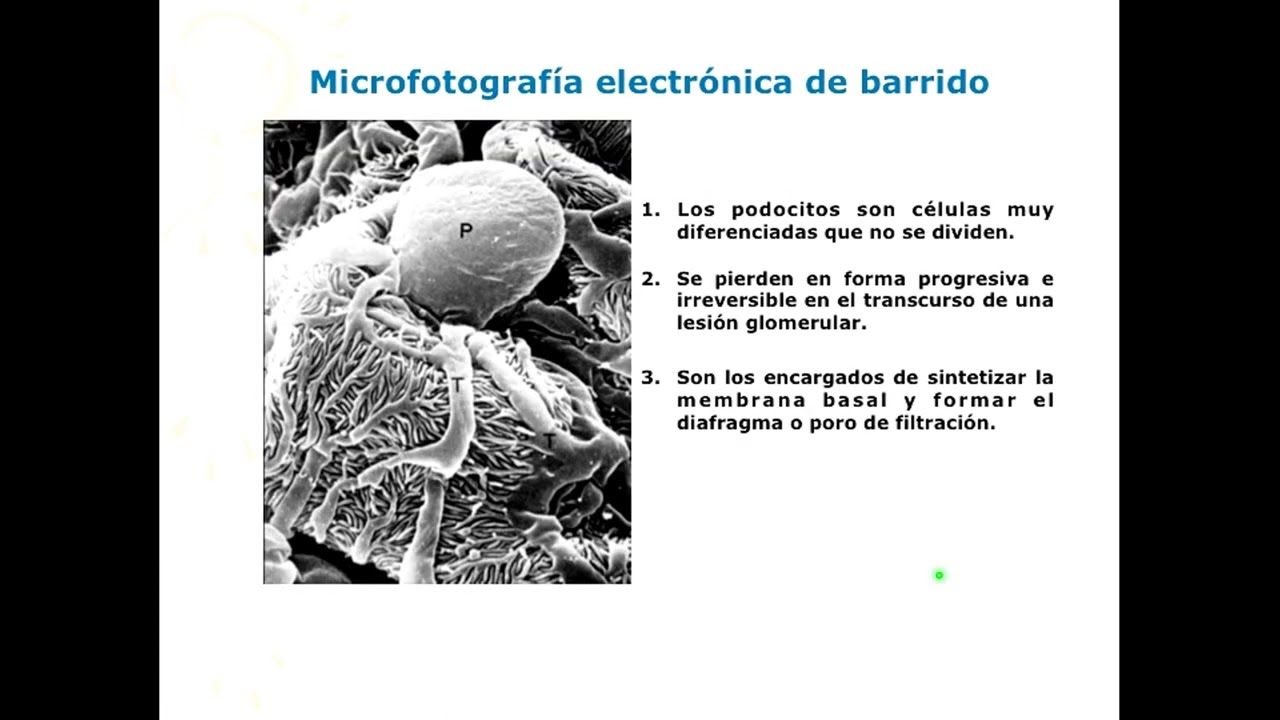 R  Seminario 1  Parte 1  Filtracion Estructura y regulacion UA2  FMED  UBA