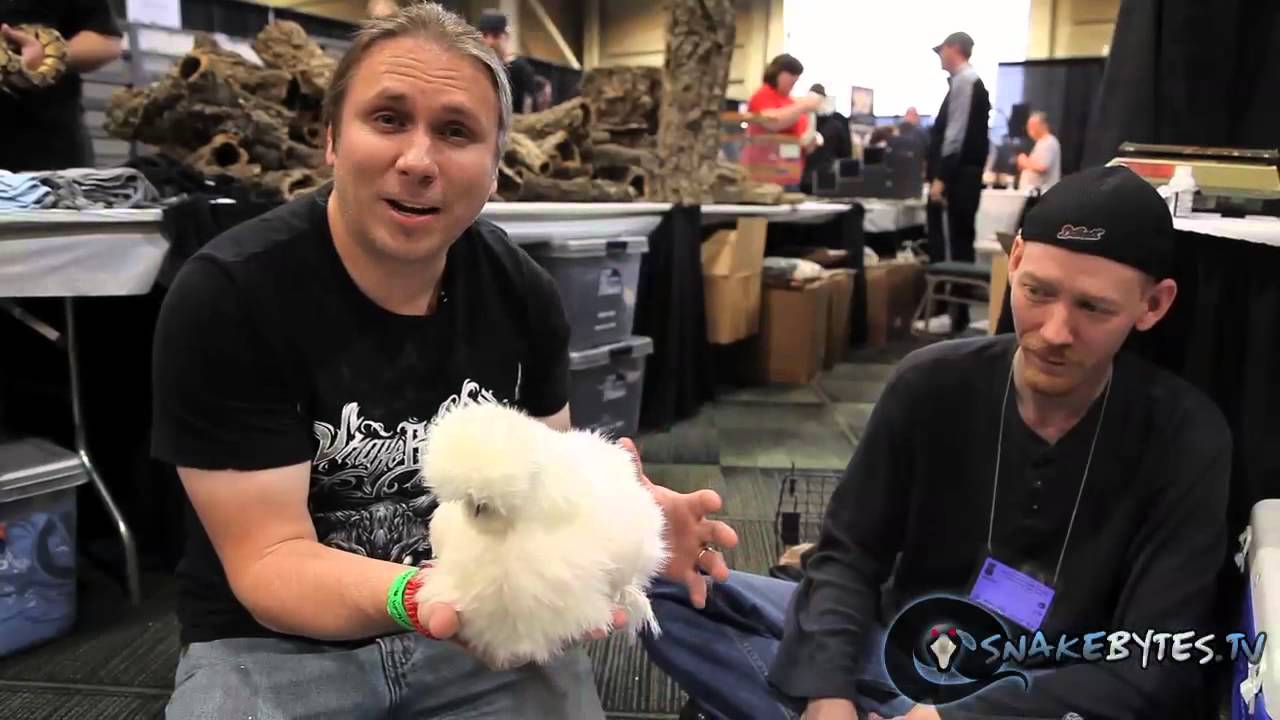 Snake Bytes TV - Snakes Take Over Chicago! SnakeBytesTV