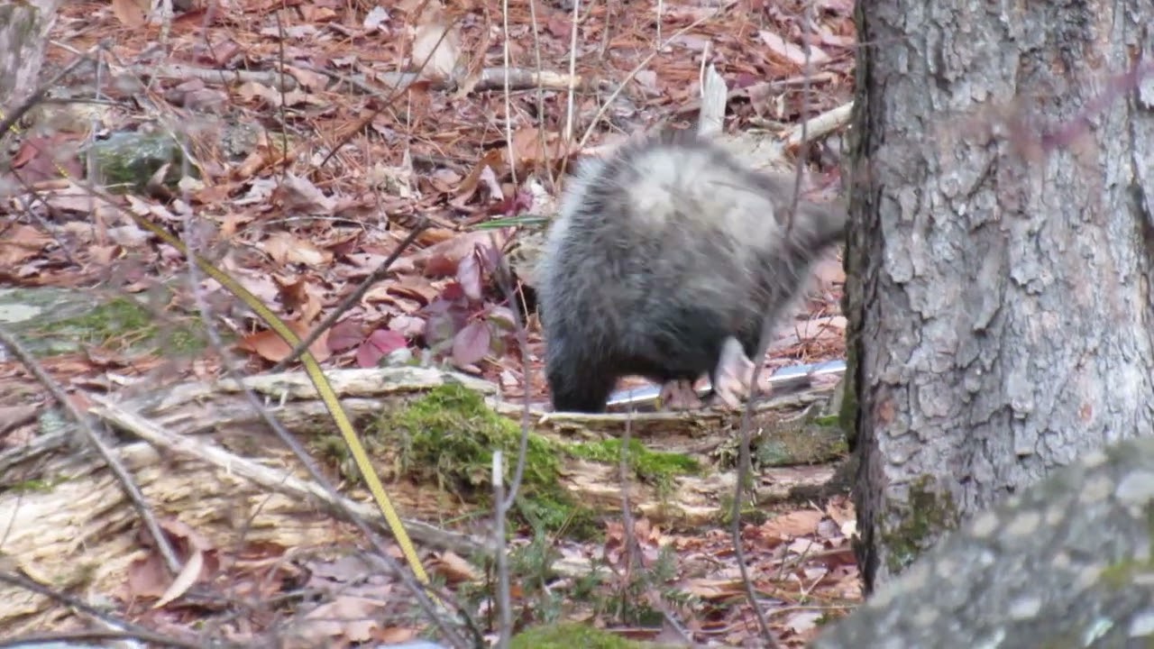 What I Saw Today -- An Opossum