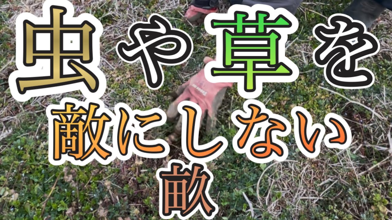自然農！虫や草を敵にしない畝づくり🌱✨