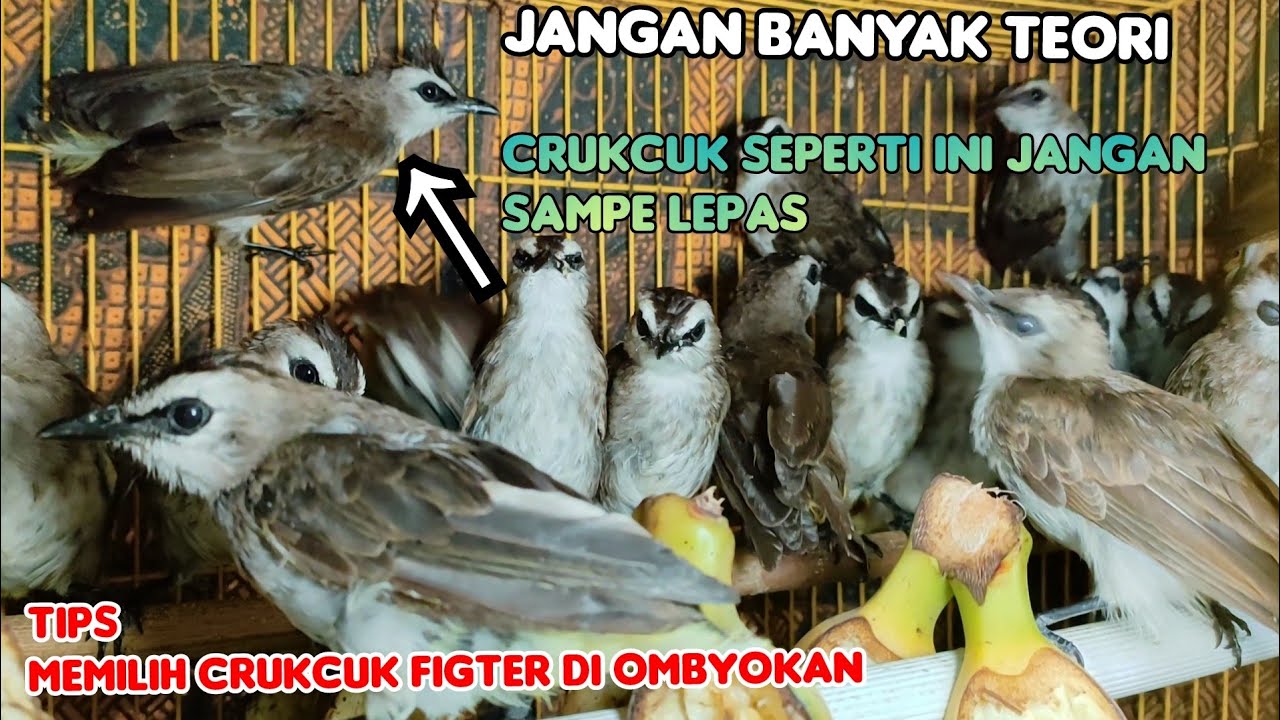 TIPS MEMILIH CRUKCUK FIGTER DI OMBYOKAN.