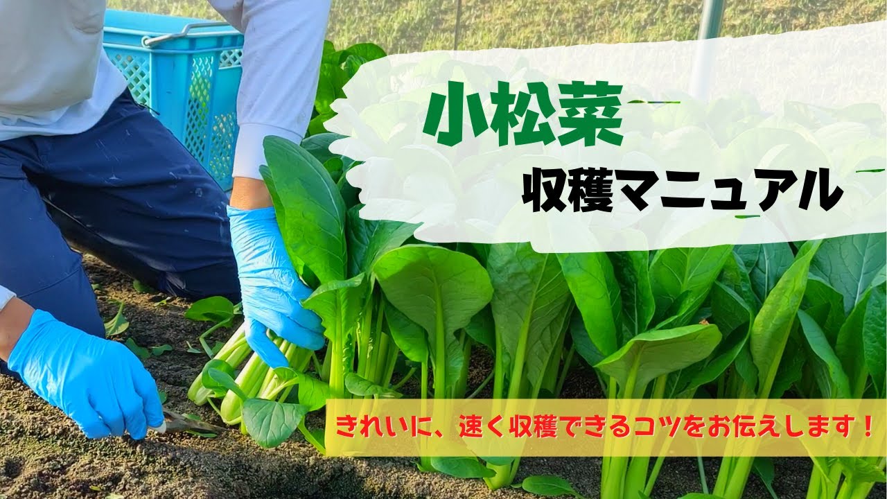 【農家必見】小松菜の収穫マニュアル