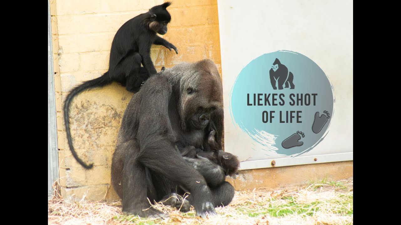 BABY GORILLA MOOS ONE MONTH OLD