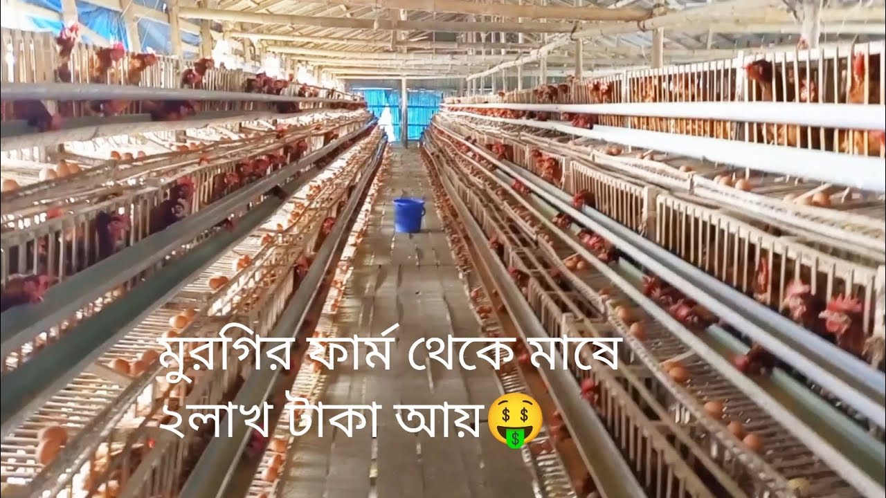 মুরগির ফার্ম থেকে মাসে ২লাখ টাকা আয়।