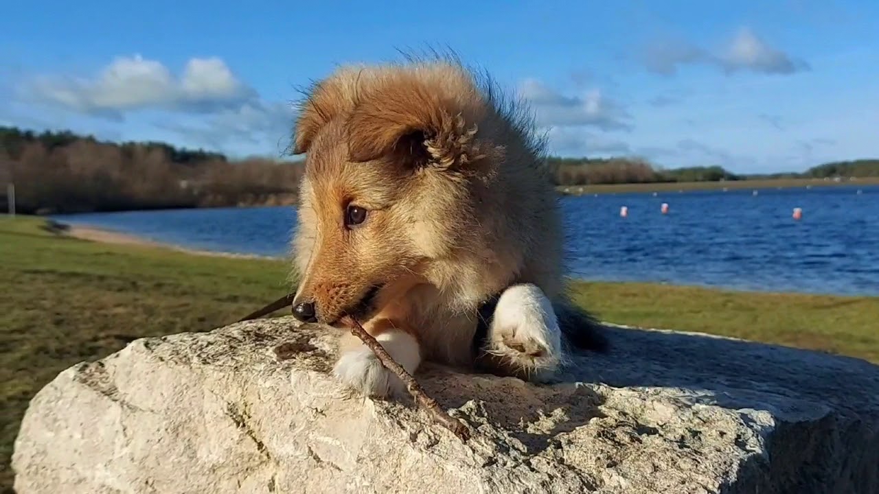 Sheltie Welpe Evoli - Woche 12-16 (mit Winterlandschaft)