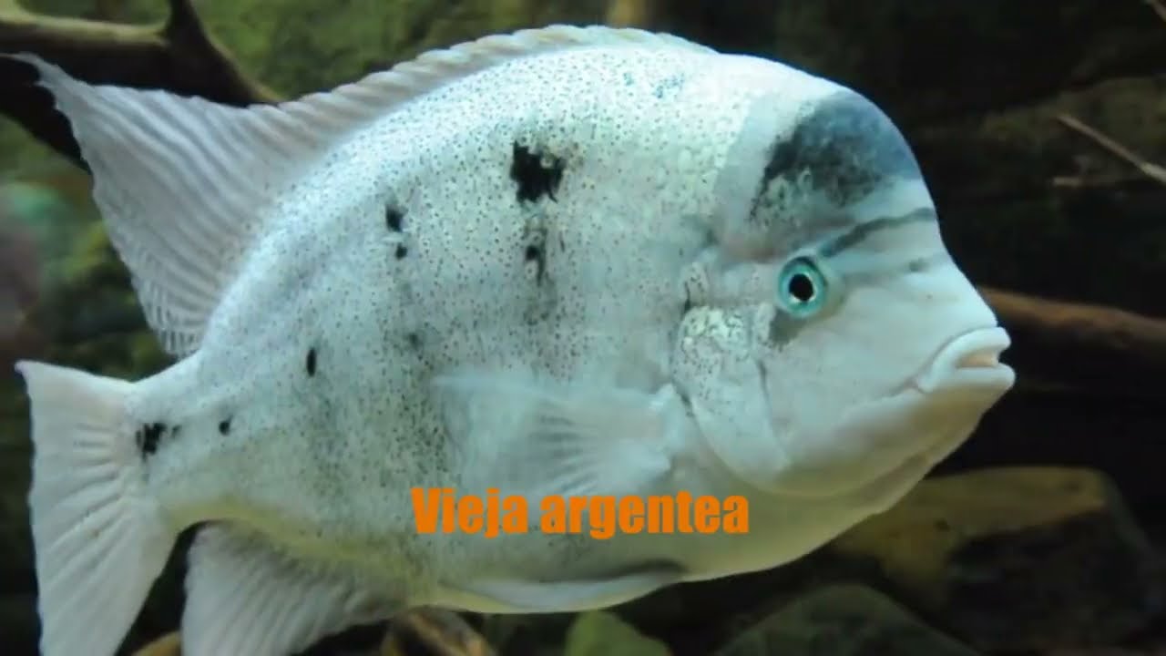 💓🐠🐟👍TOP 10  central AMERICAN CICHLIDS 💓🐠🐟👍 MONSTERS¡¡¡