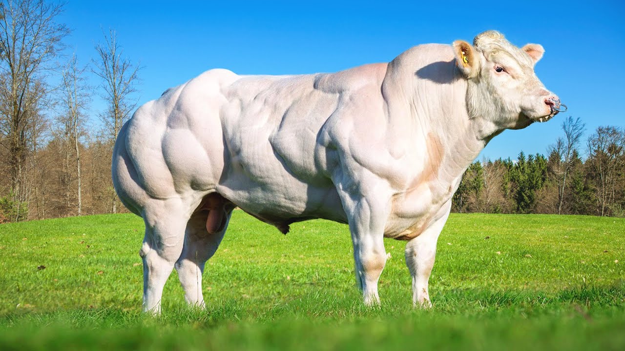 Les Plus Gros Taureaux Du Monde