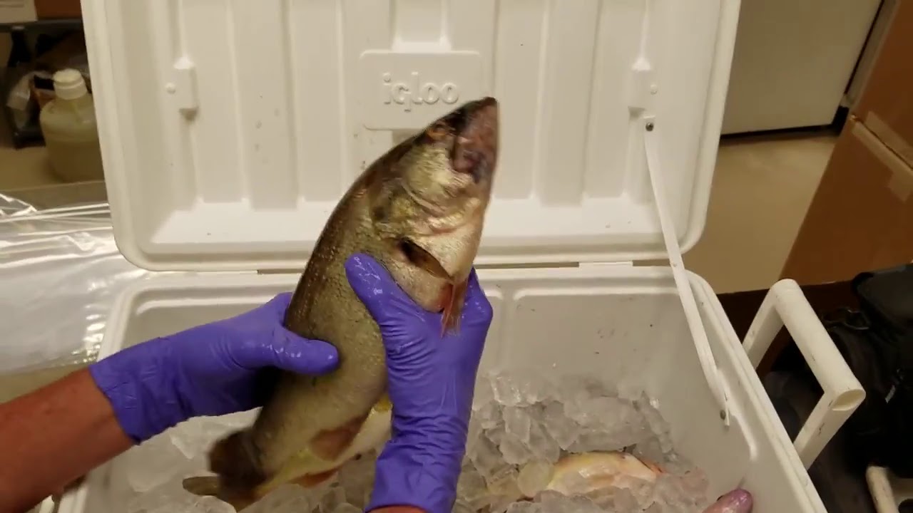 Fish Tissue Sampling - Weigh & Measure