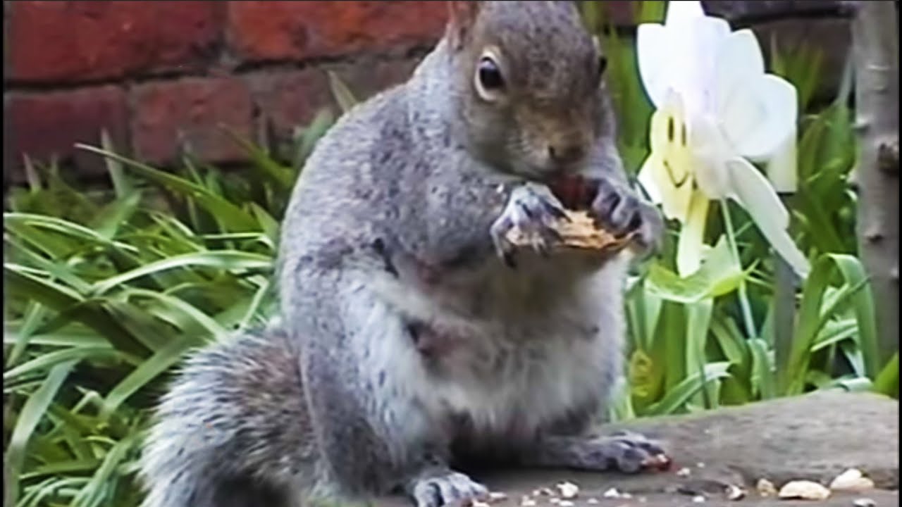 How Do Squirrels Find Food? | Clever Critters | BBC Earth