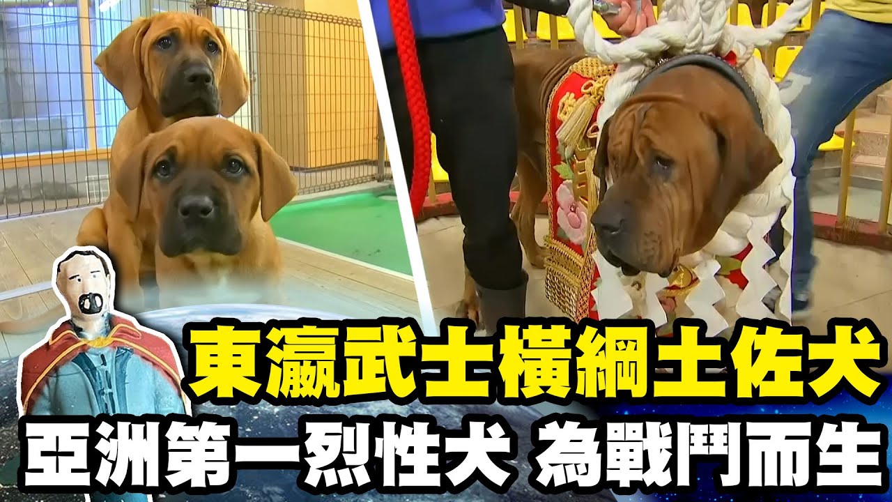 【日本】亞洲第一烈性犬 東瀛武士土佐鬥犬｜《世界第一等》644集精華版