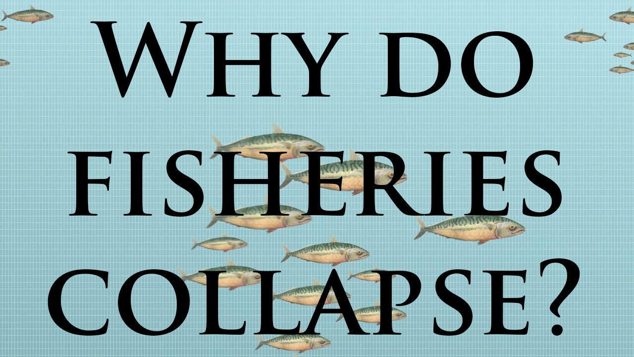 Why do some fish populations collapse?