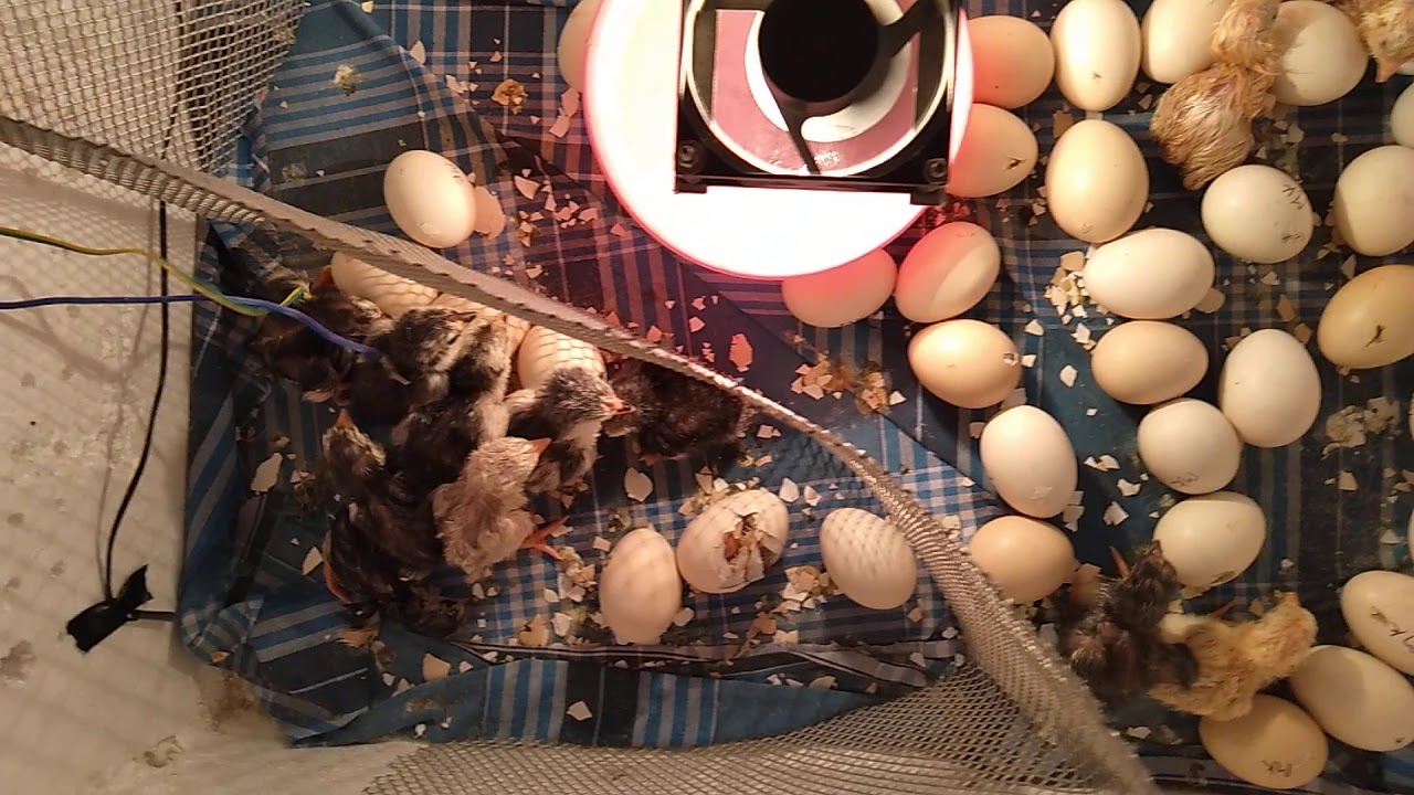 Hatching result of my fully automatic egg incubator