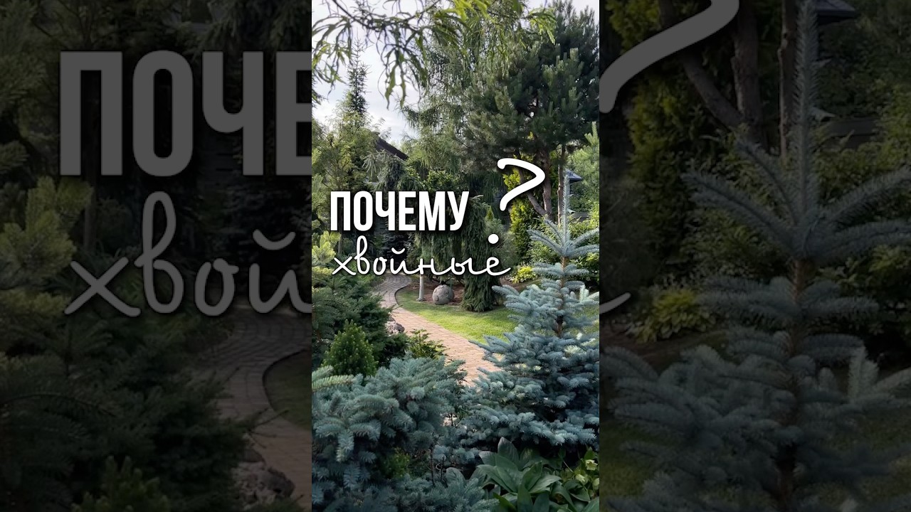 Почему я выбираю хвойные?!