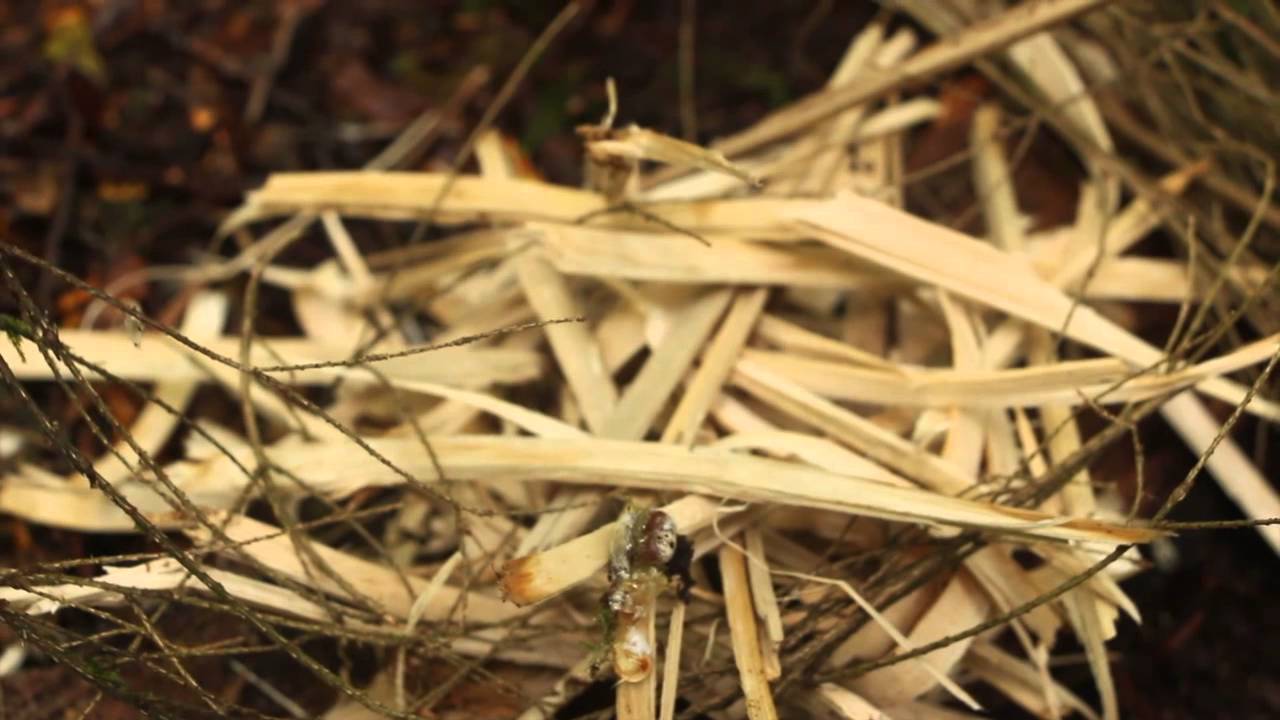 How to Make Fire in the Rain (Part 1)