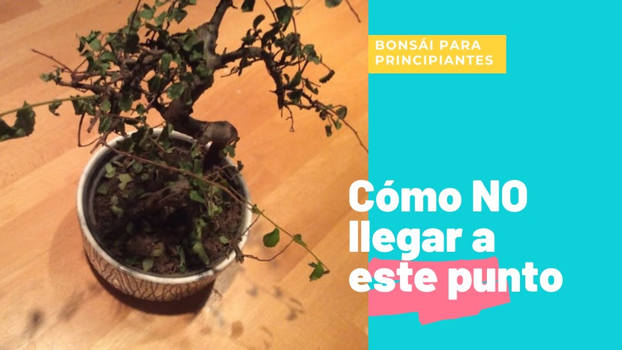 Recuperar BONSAI SECO 🌱 | Rescatar un Bonsái para principiantes | Acer palmatum se esta muriendo