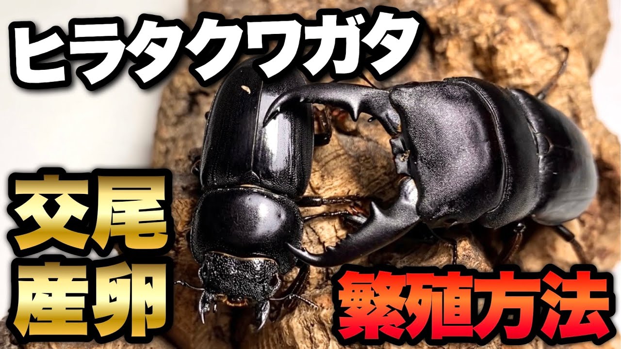 ヒラタクワガタの繁殖方法　ペアリングと産卵セットの組み方【クワガタ飼育】