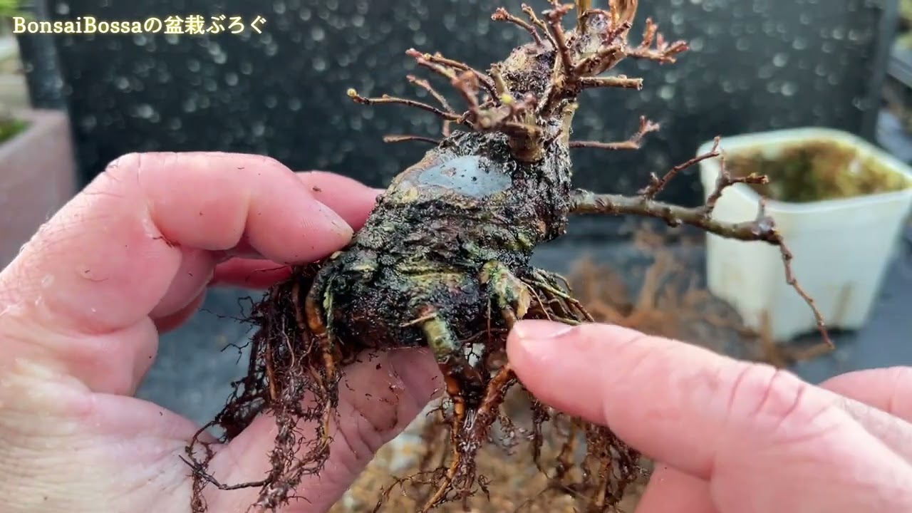 捨てるはずだった取り木の土台部分で作成中のニレケヤキ　#盆栽 #bonsai
