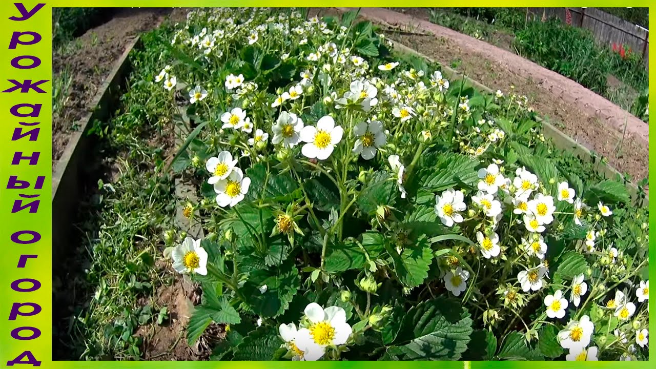 ►СУПЕР СРЕДСТВО ДЛЯ СУПЕР УРОЖАЯ КЛУБНИКИ!!!МОИ СЕКРЕТЫ!!!