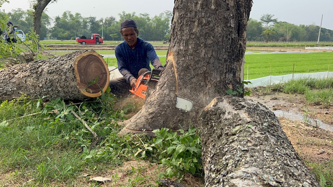 Cut down 2 old trees on the rice field ‼️
