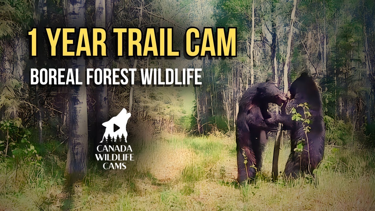 1 Year at 1 Saskatchewan Forest Trail Cam: Bears, Elk, Deer & More