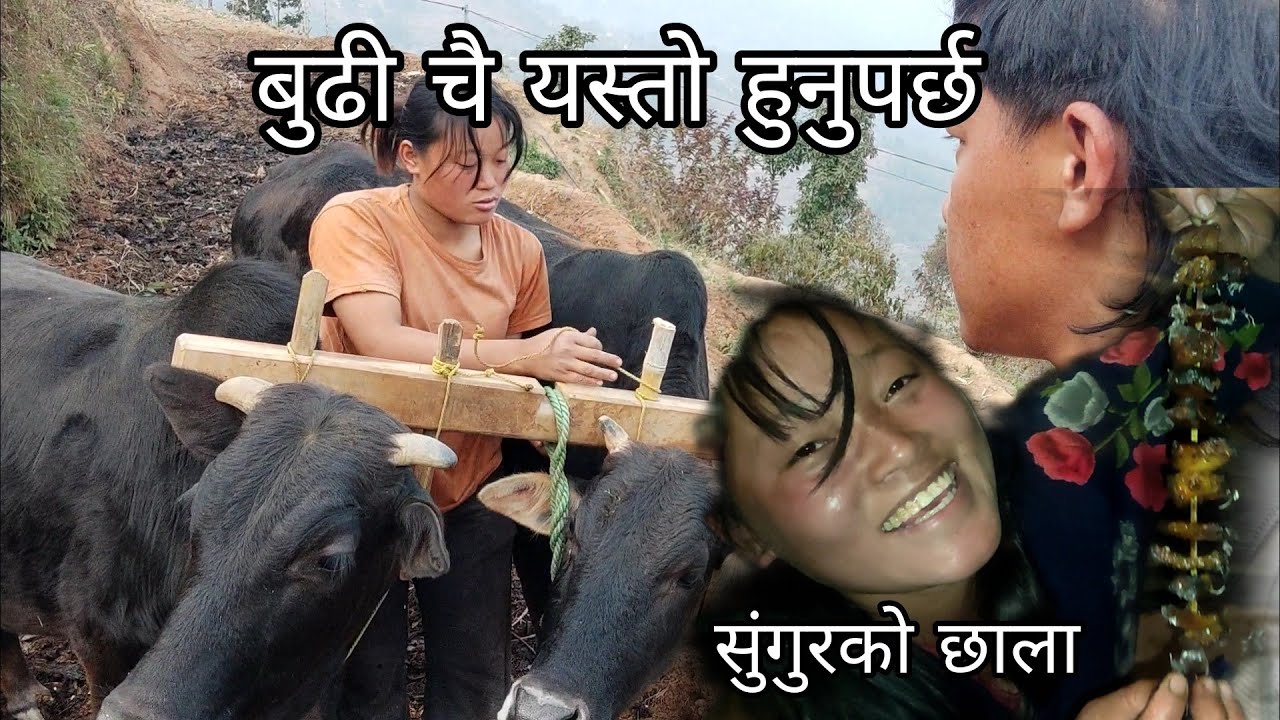 आज बुढा बुढी मिलेर मकै छरियो बेल्का च्वाँचेको चाला खाइयो