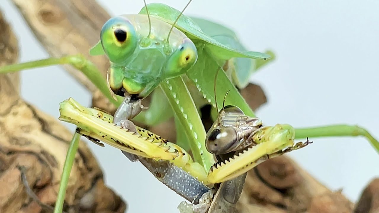 Shield Mantis vs chinese Mantis,Battle between Praying mantis 圆盾螳螂vs大刀螳螂