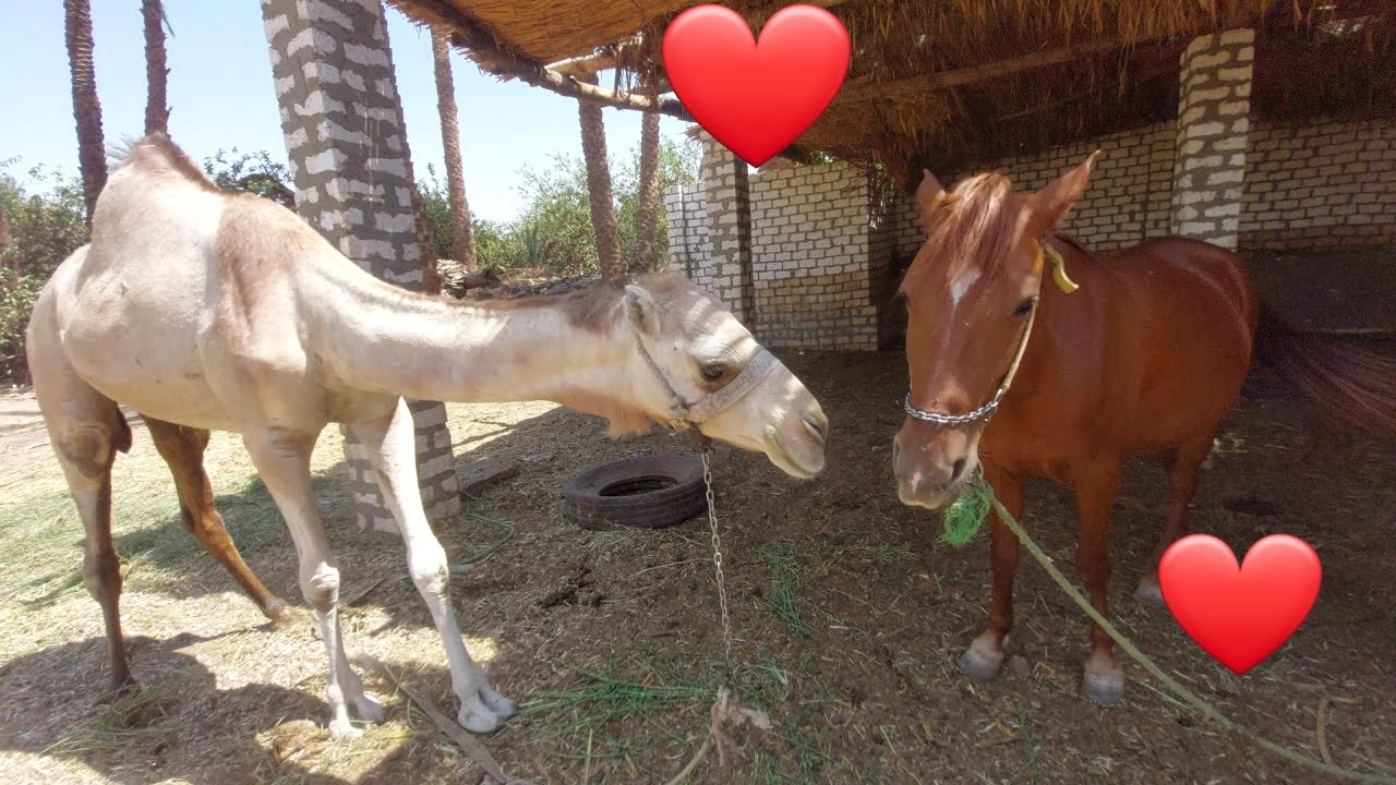 Camel and horse🐫🐫🐎🐎