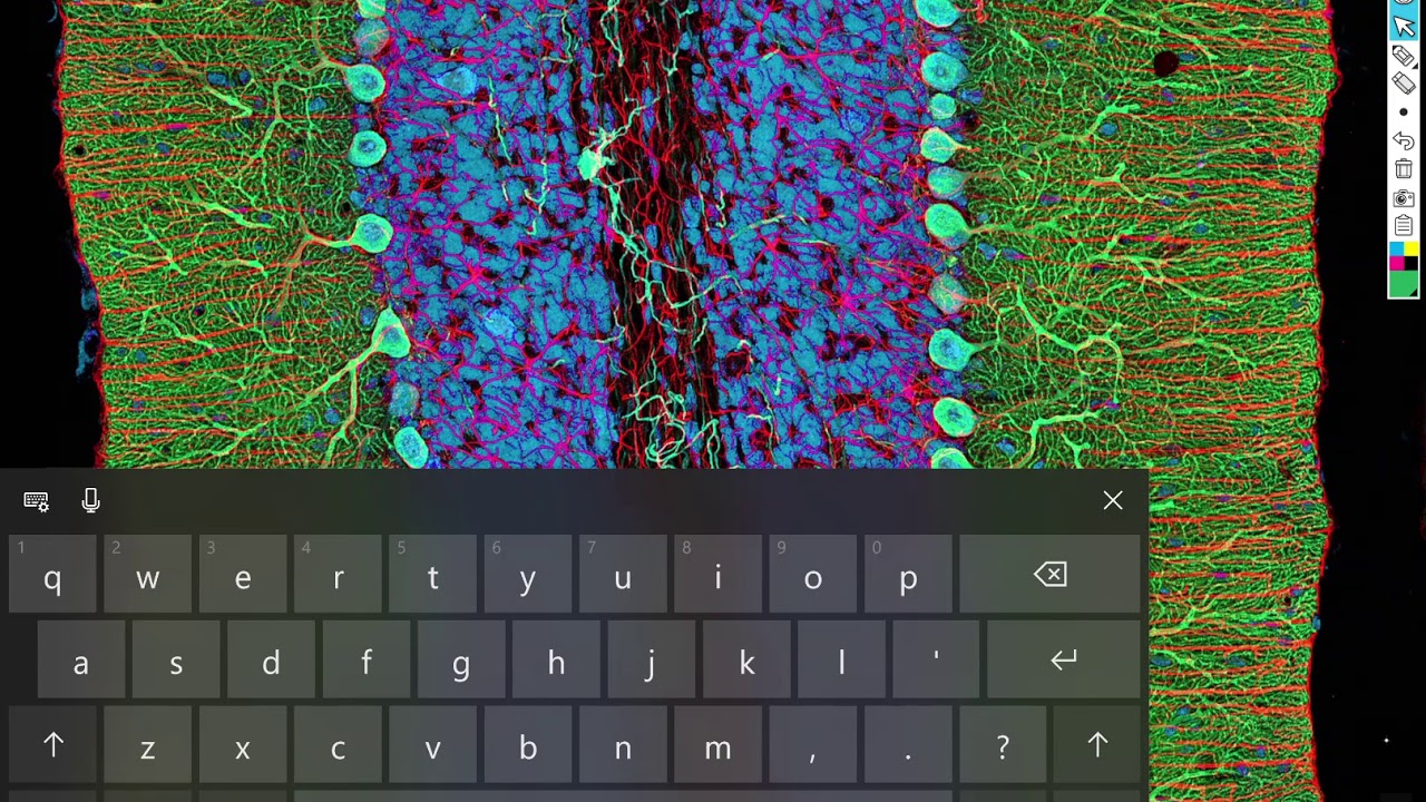 BI 160 histology Walk Through