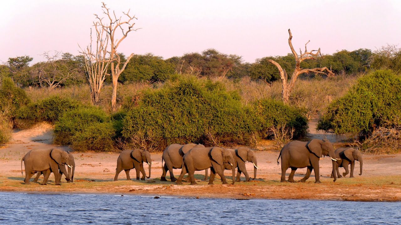 Unforgettable Botswana – A Scenic Safari Through Chobe