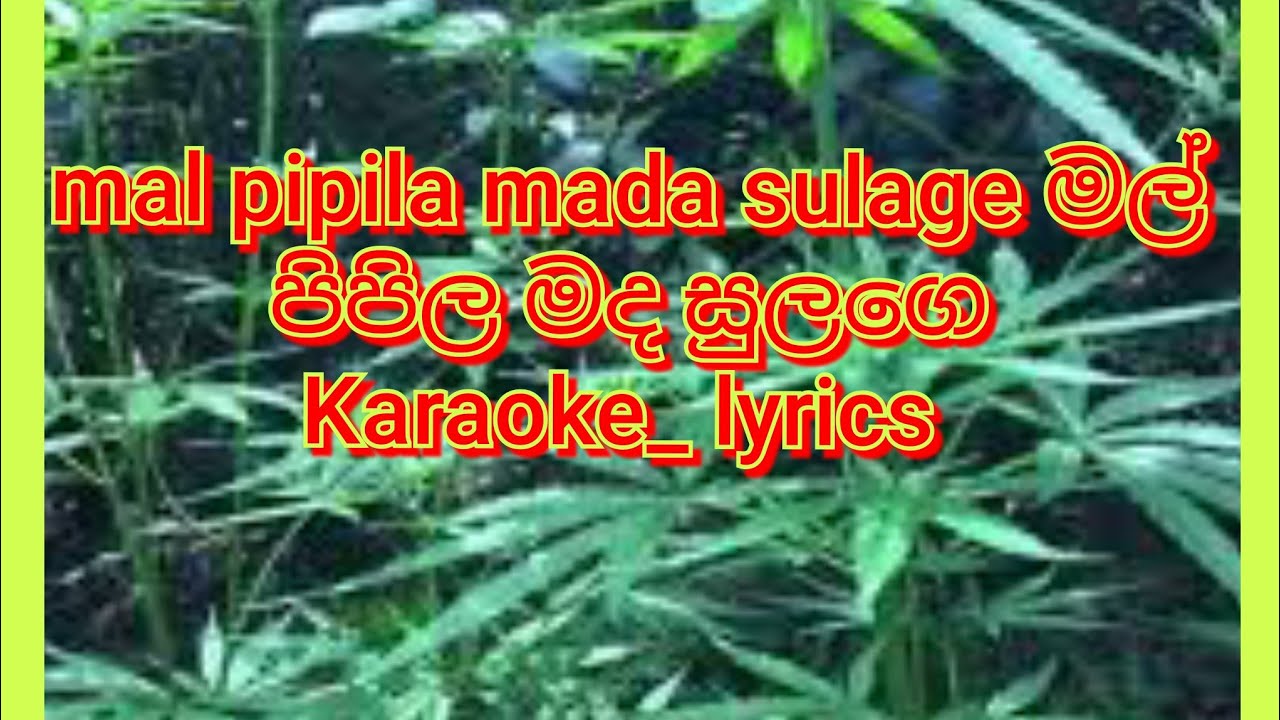 mal pipila mada sulage.karaoke මල් පිපිල මද සුලගෙ.. karaoke_ lyrics 
