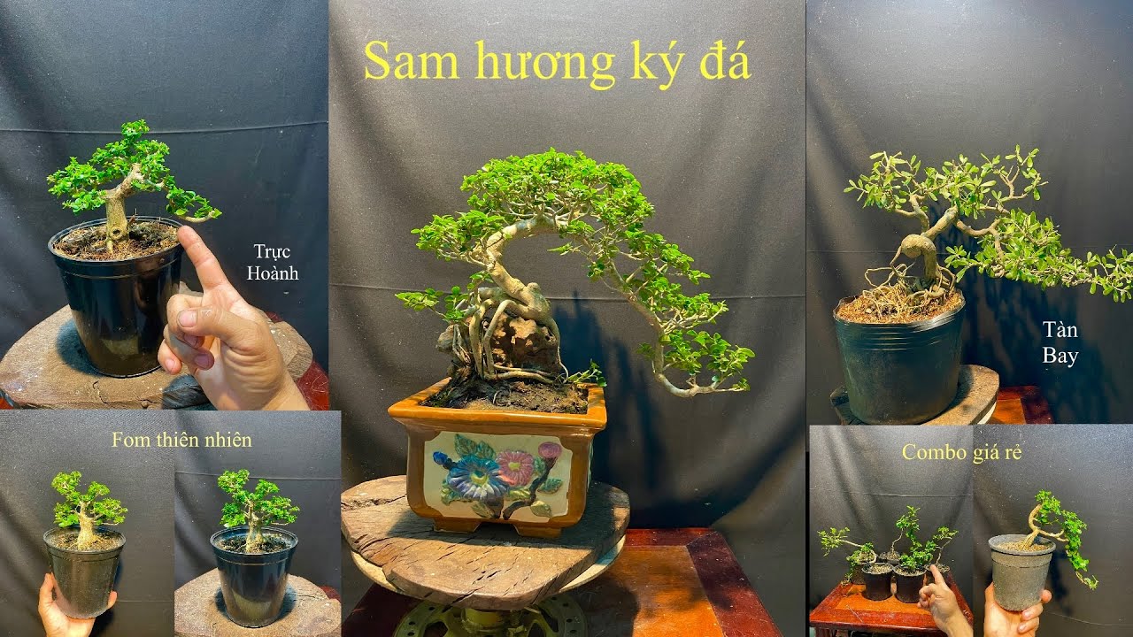 Video 839:Sam hương ký đá tàn đổ,linh sam sông hinh tàn bay,sam hương indo,combo bonsai giá rẻ