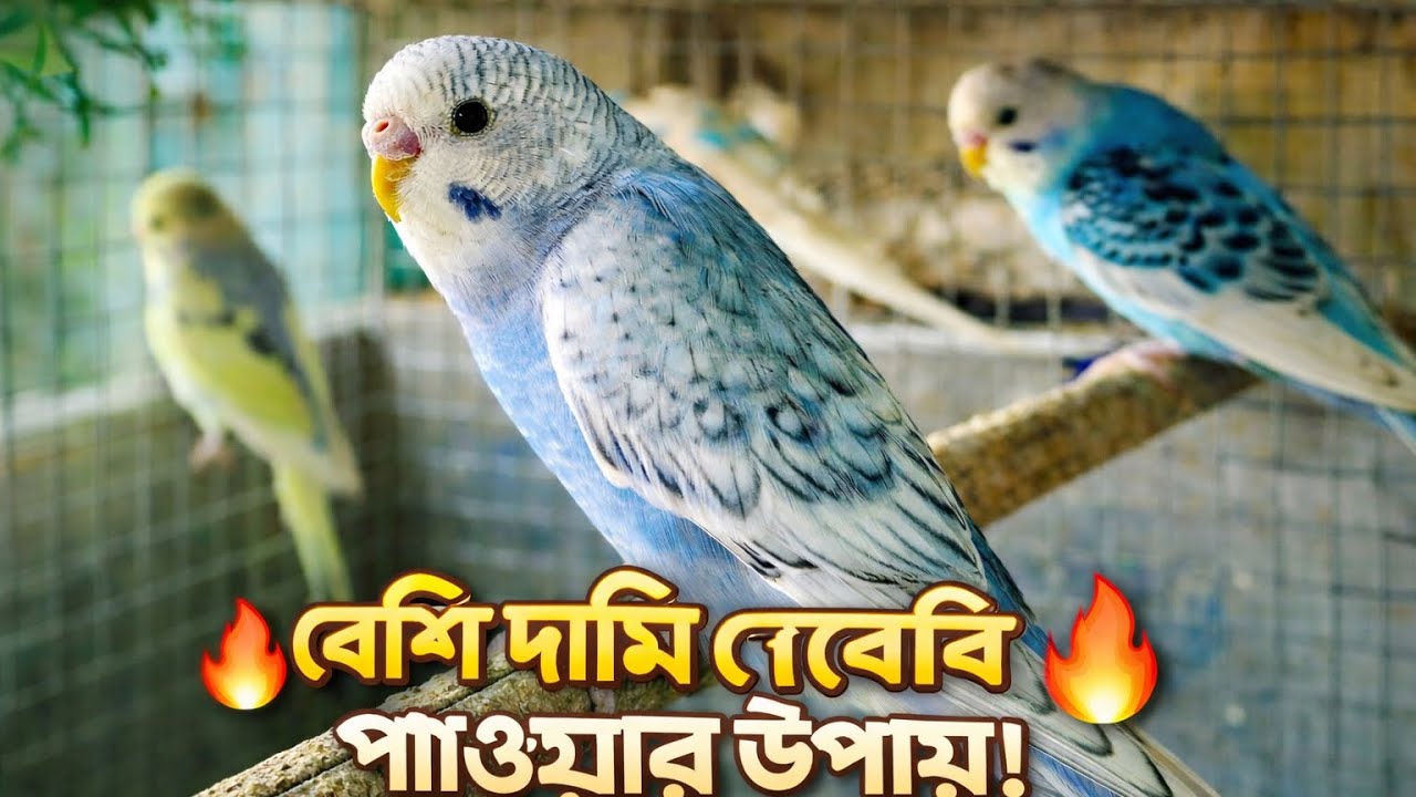 বেশি দামি বেবি পাওয়ার উপায়😱
