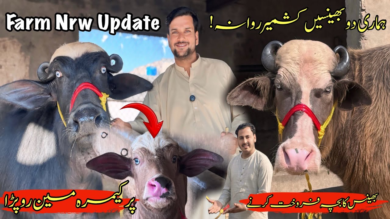 Alhamdulillah! 4 buffaloes sold today ہماری دو بھینسیں کشمیر روانہ!