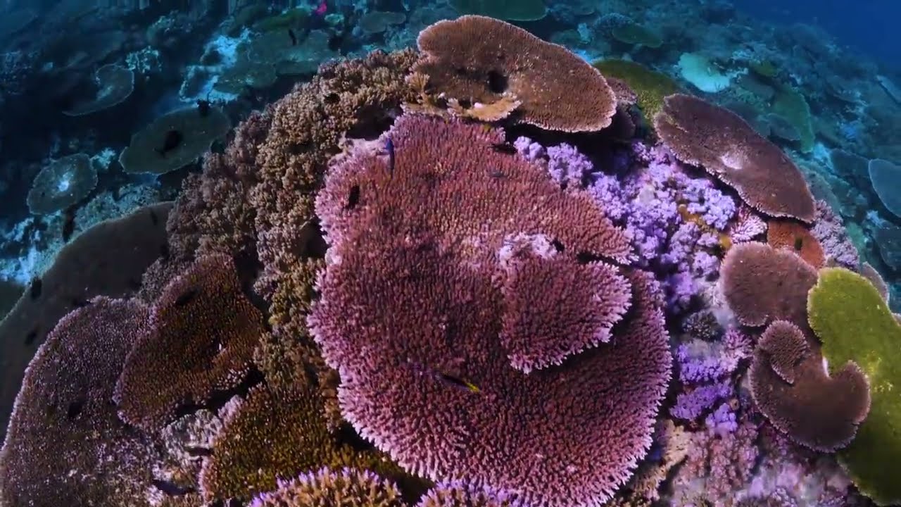 Wakatobi Collaborative Reef Conservation Program
