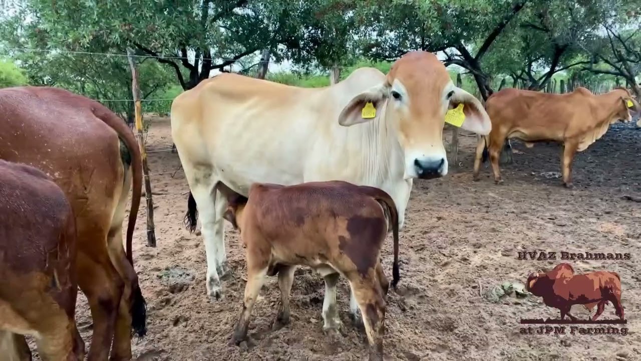 HVAZ Brahmans Herd Productivity Series 04 - 88% Calving Rate in 2025!