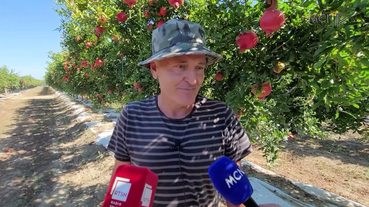 Shega që piqet në verë/ Plot kërkesa për “arin” në Divjakë, por nuk ka punëtorë