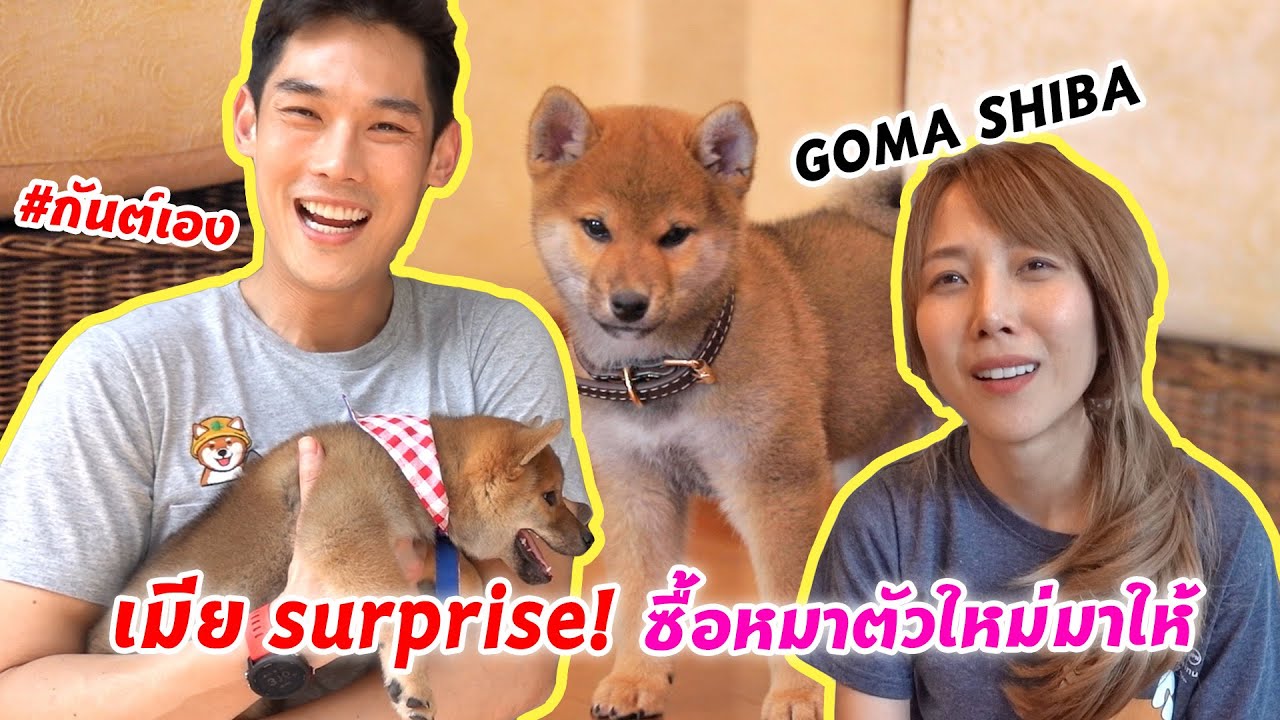 กันต์เอง - เมียทำ surprise ซื้อหมาชิบะตัวใหม่มาให้ #กันต์เอง