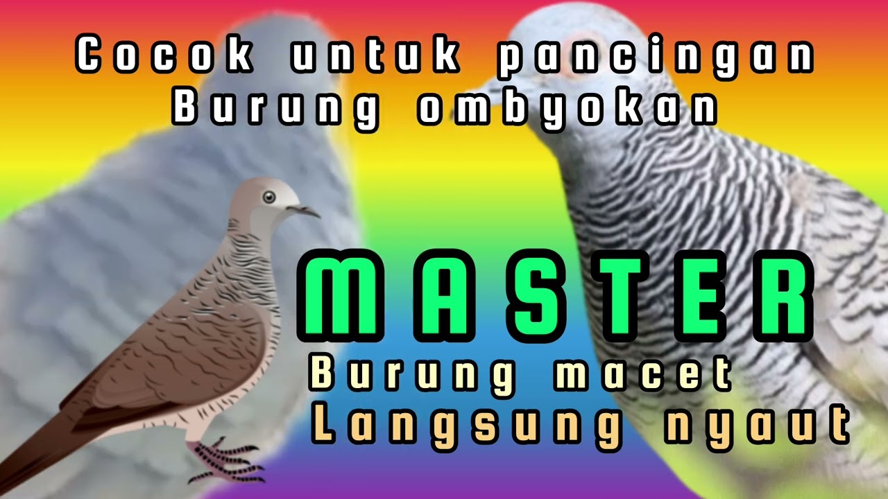 BURUNG PERKUTUT, suara pikat, jebak perkutut[ lokal dan Bangkok]