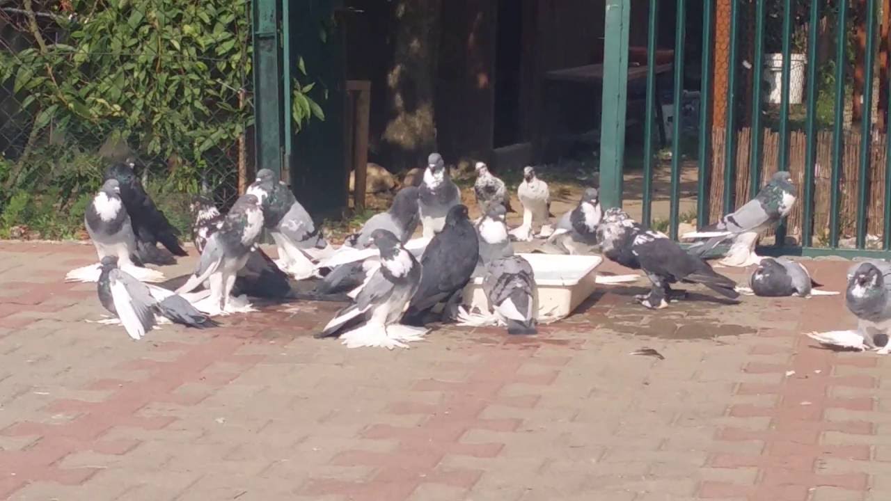 Garłacze Pomorskie, Pomeranian Pouter, Pommersche Kropfer, gł&oacute;wnie tegoroczne, tel: 696982184